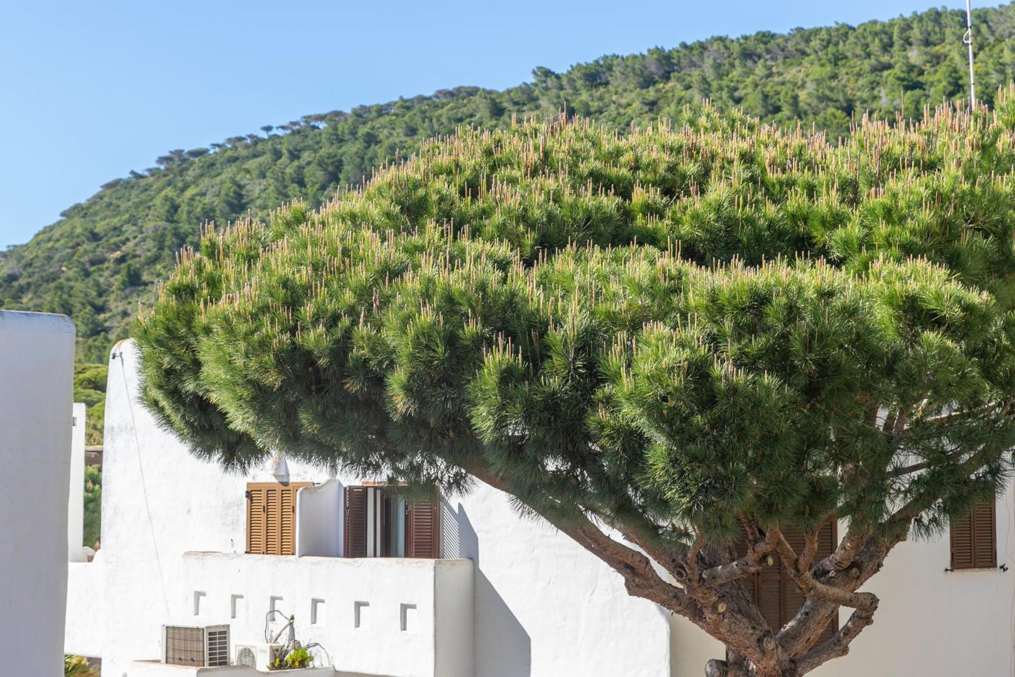 Magnífico duplex renovado con piscina garaje y jardín, frente a la playa de los Caños de Meca. Exterior foto